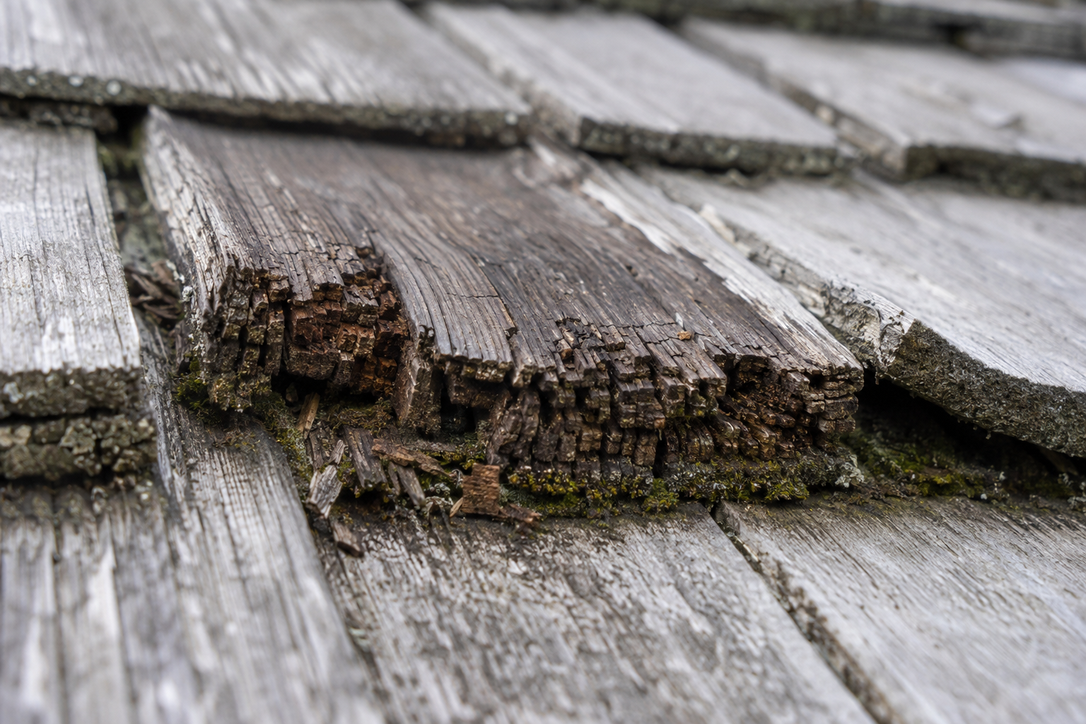 Close view of dry rot crumbling at the thick butt end of an old cedar shake